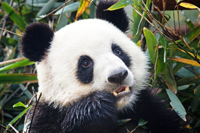 Giant Panda Face - eating bamboo - Chengdu, China